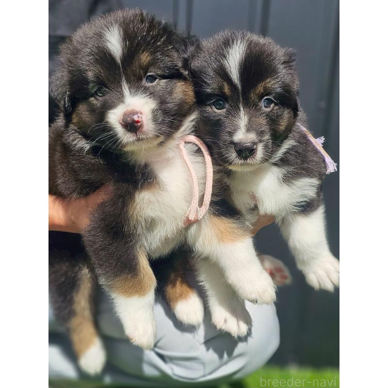 販売中の長野県のオーストラリアンシェパード-413862の5枚目