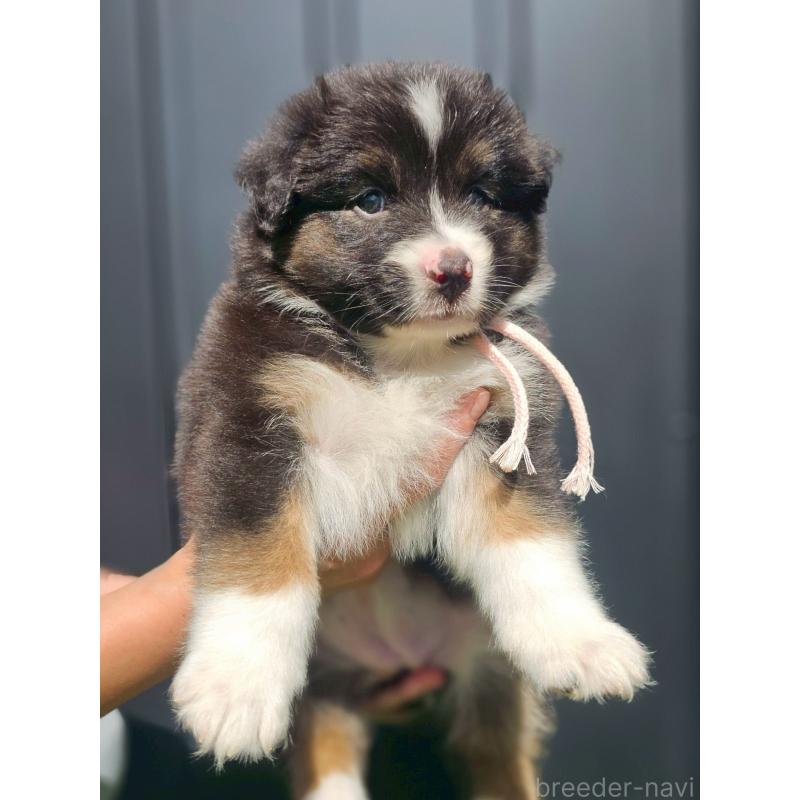 販売中の長野県のオーストラリアンシェパード-413866の5枚目