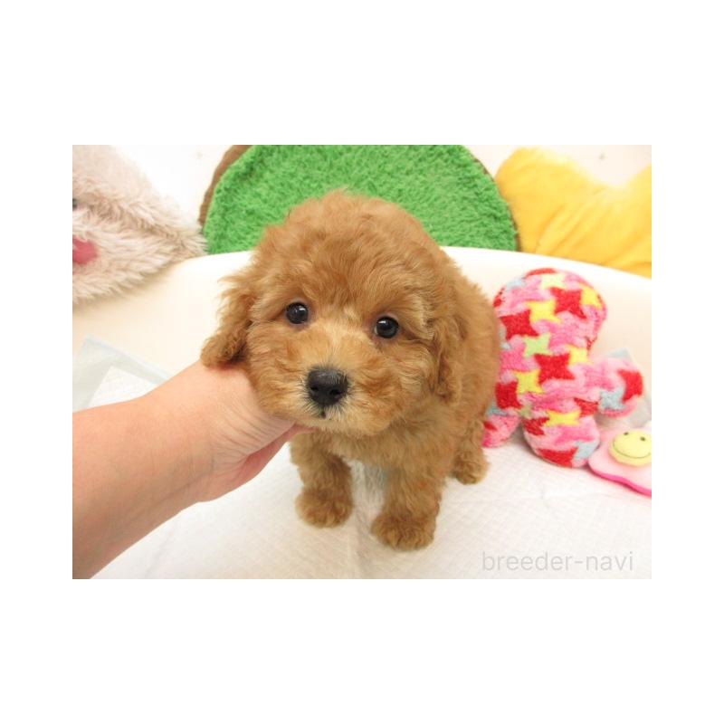 販売中の大阪府のトイプードル-416799