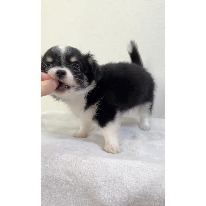 成約済の広島県のチワワ(ロングコート)-414302の2枚目