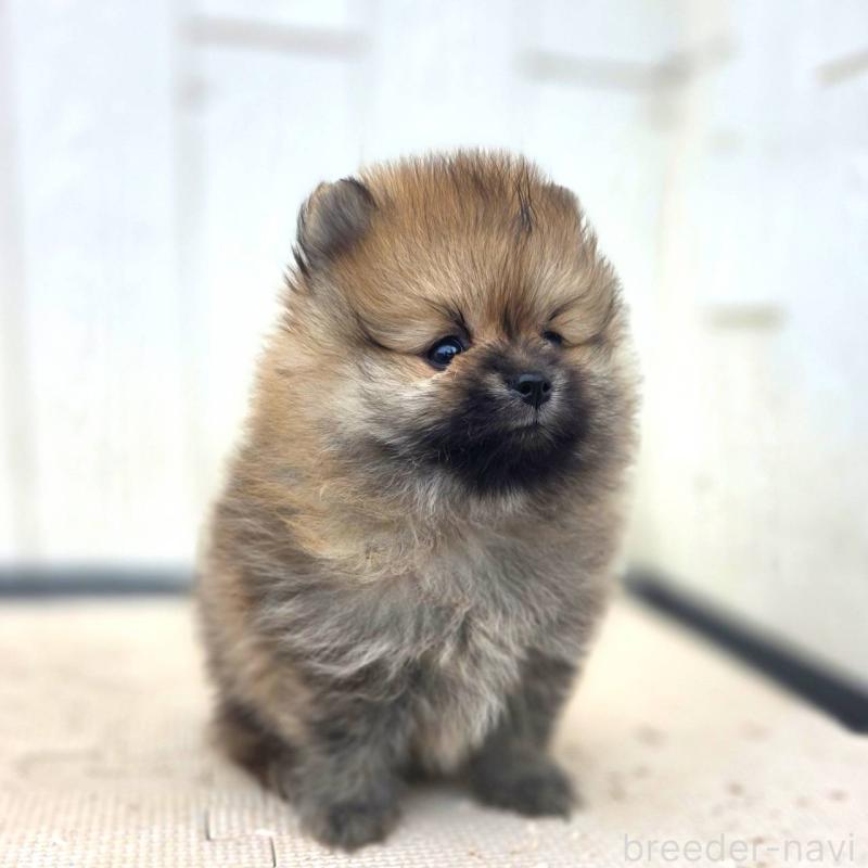 販売中の茨城県のポメラニアン-416823の7枚目