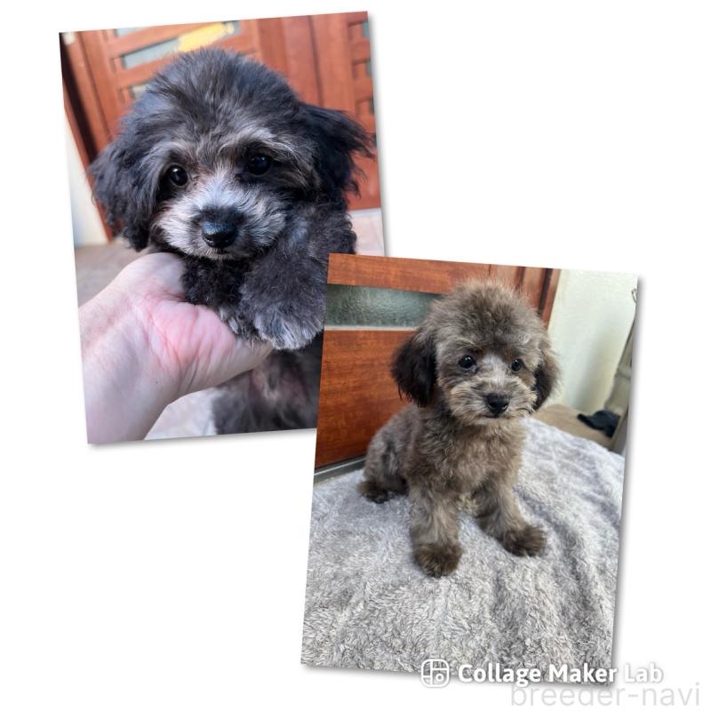 成約済の沖縄県のトイプードル-408255