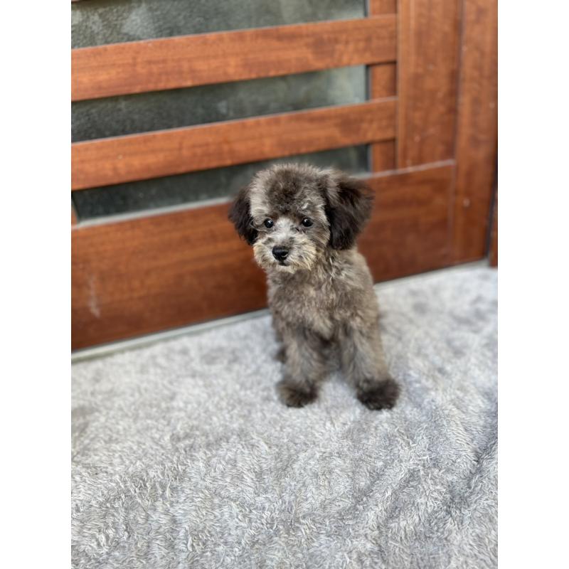 成約済の沖縄県のトイプードル-408255の8枚目