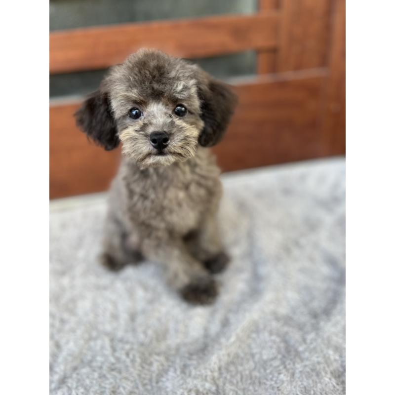 成約済の沖縄県のトイプードル-408255の7枚目