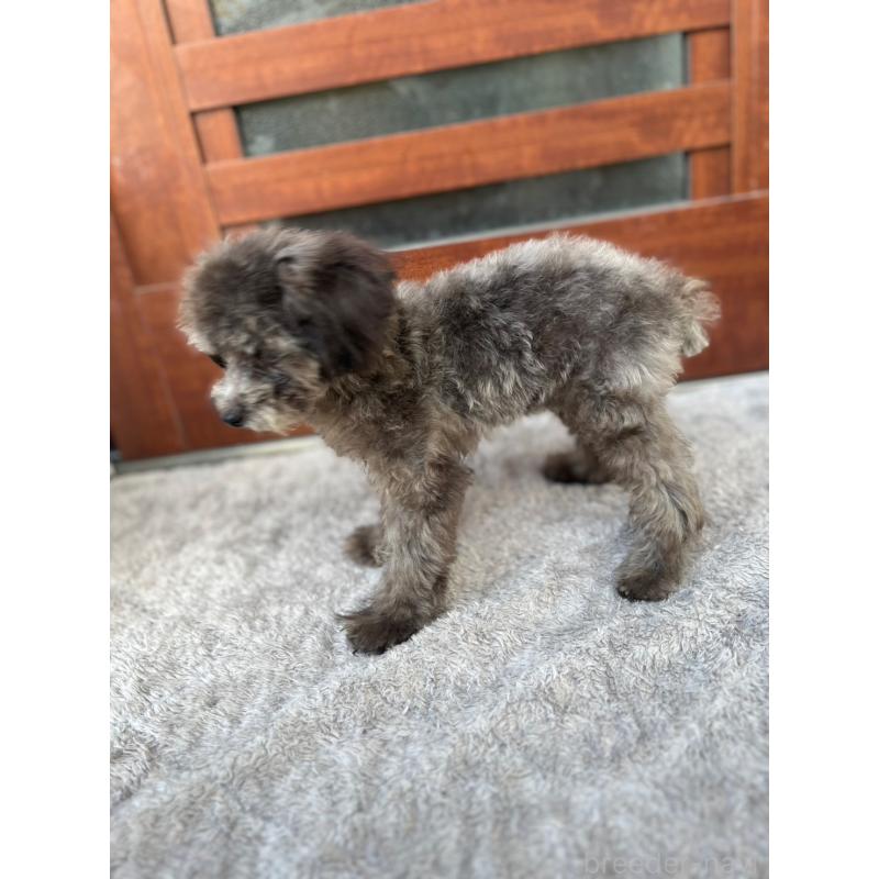 成約済の沖縄県のトイプードル-408255の6枚目