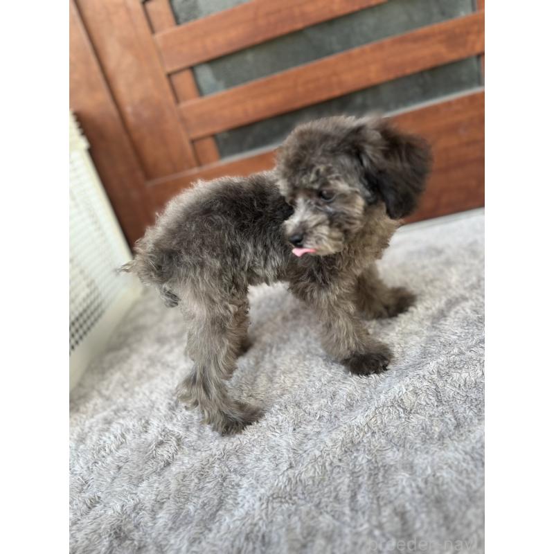 成約済の沖縄県のトイプードル-408255の5枚目