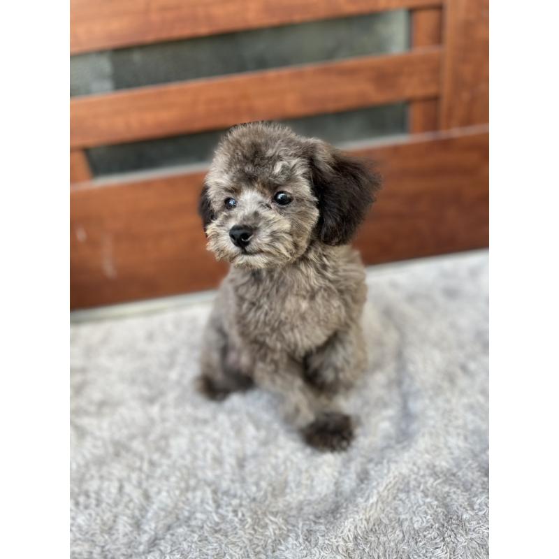 成約済の沖縄県のトイプードル-408255の4枚目