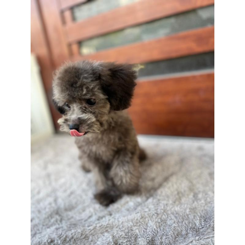 成約済の沖縄県のトイプードル-408255の3枚目