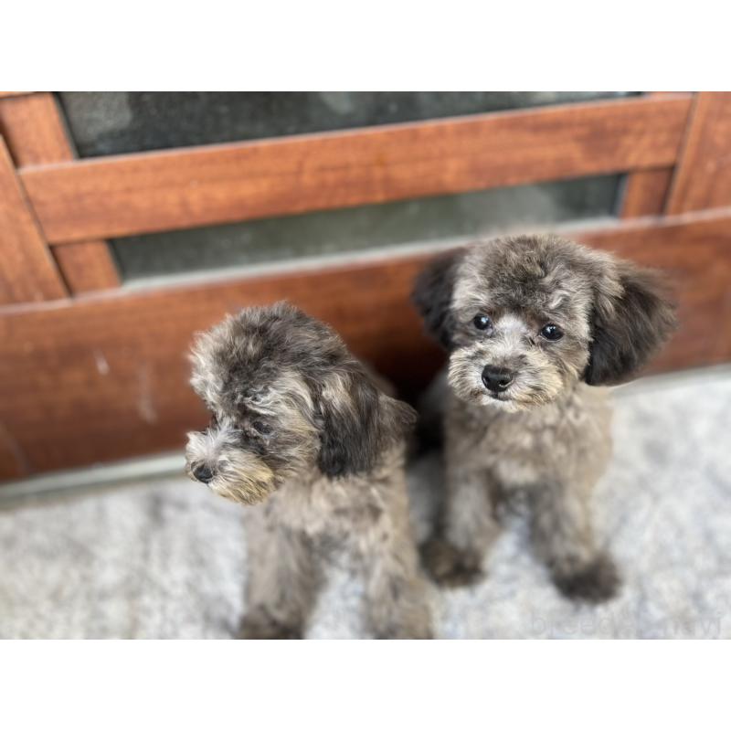 成約済の沖縄県のトイプードル-408255の2枚目