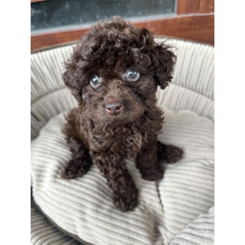 成約済の沖縄県のトイプードル-414968の5枚目