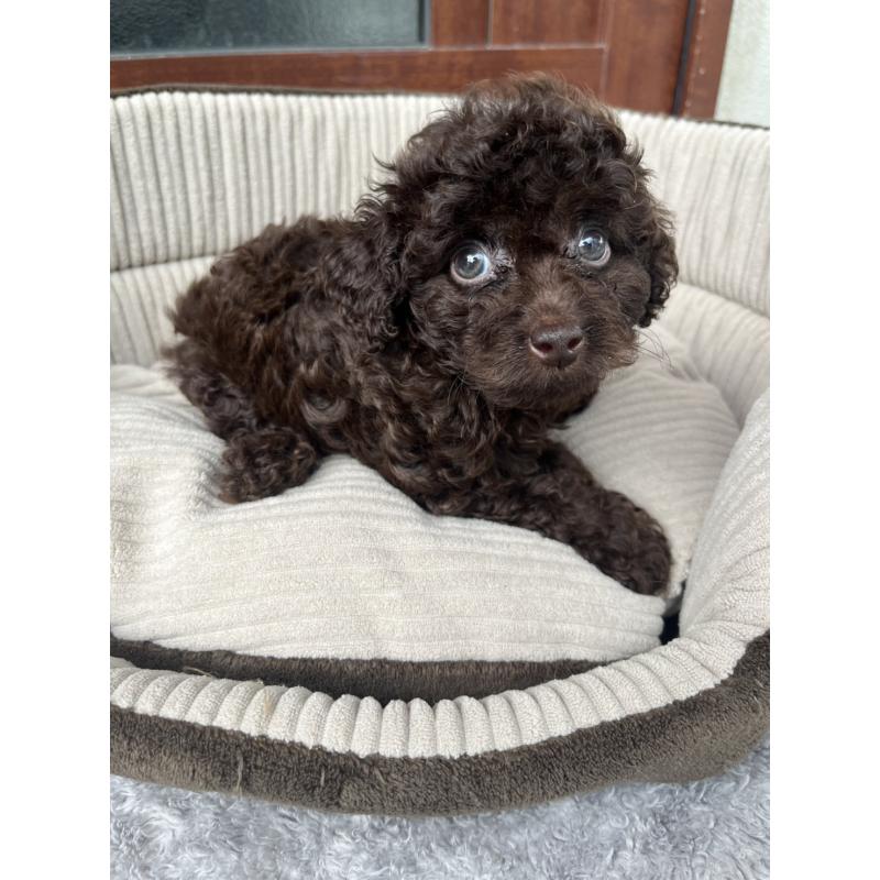 成約済の沖縄県のトイプードル-414968の1枚目