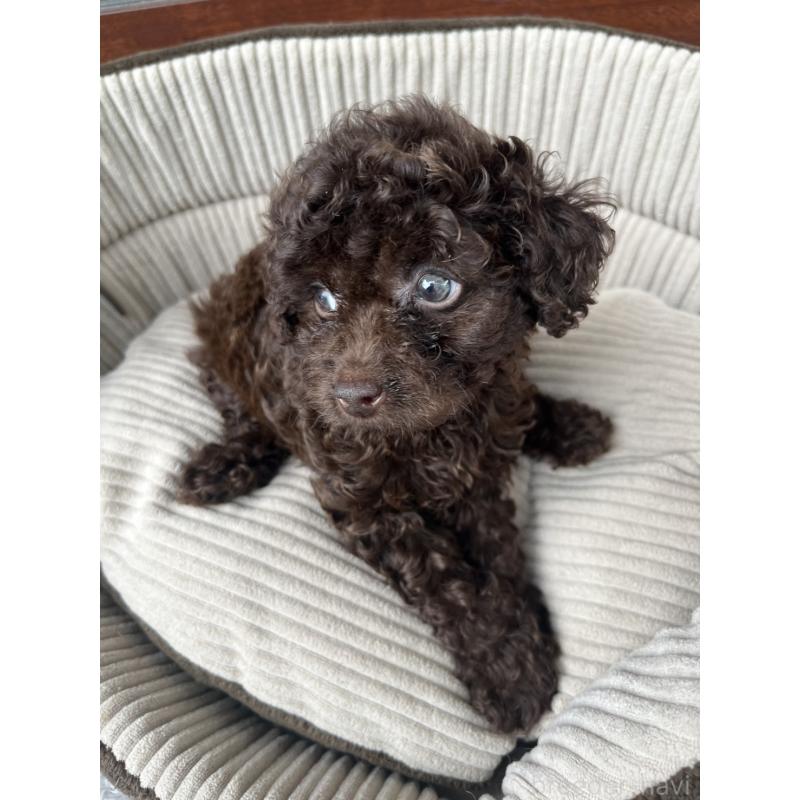 成約済の沖縄県のトイプードル-414968の4枚目