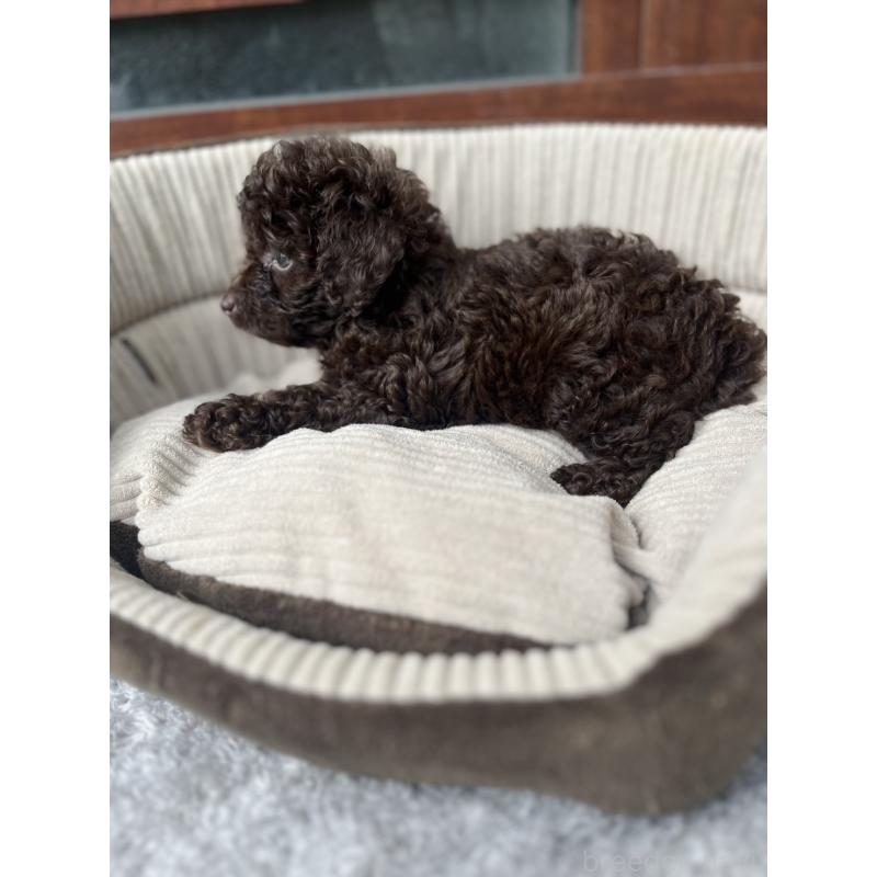 成約済の沖縄県のトイプードル-414968の3枚目