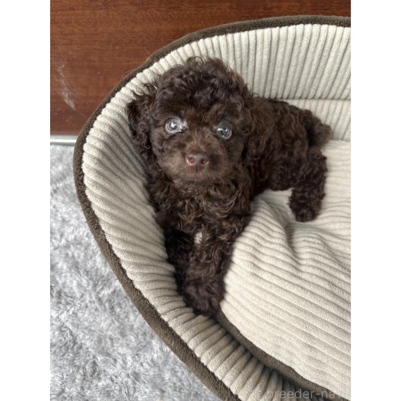 成約済の沖縄県のトイプードル-414968の2枚目