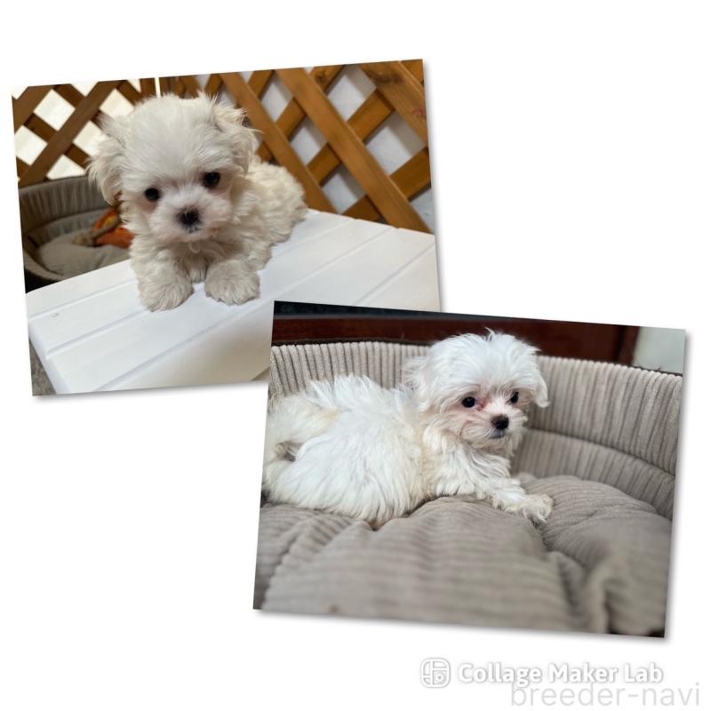 成約済の沖縄県のマルチーズ-412849の1枚目