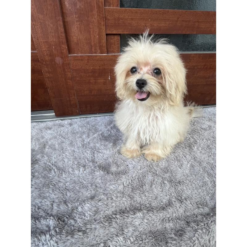 成約済の沖縄県のマルチーズ-412849の5枚目