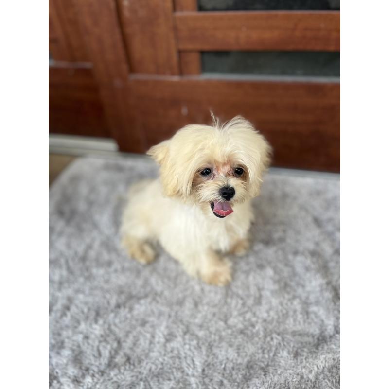 成約済の沖縄県のマルチーズ-412849の4枚目