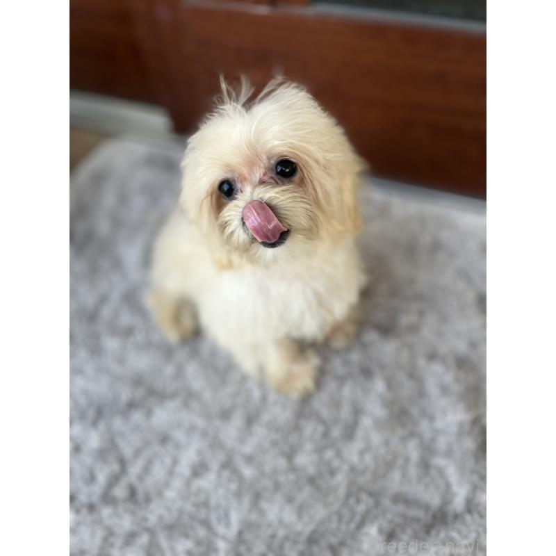 成約済の沖縄県のマルチーズ-412849の3枚目