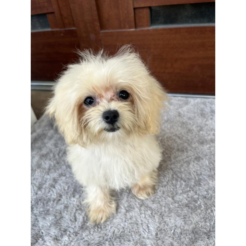 成約済の沖縄県のマルチーズ-412849の2枚目