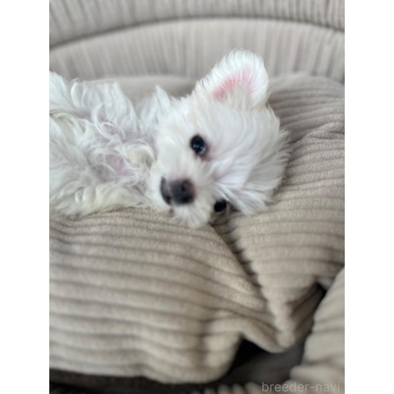 成約済の沖縄県のマルチーズ-416301の3枚目