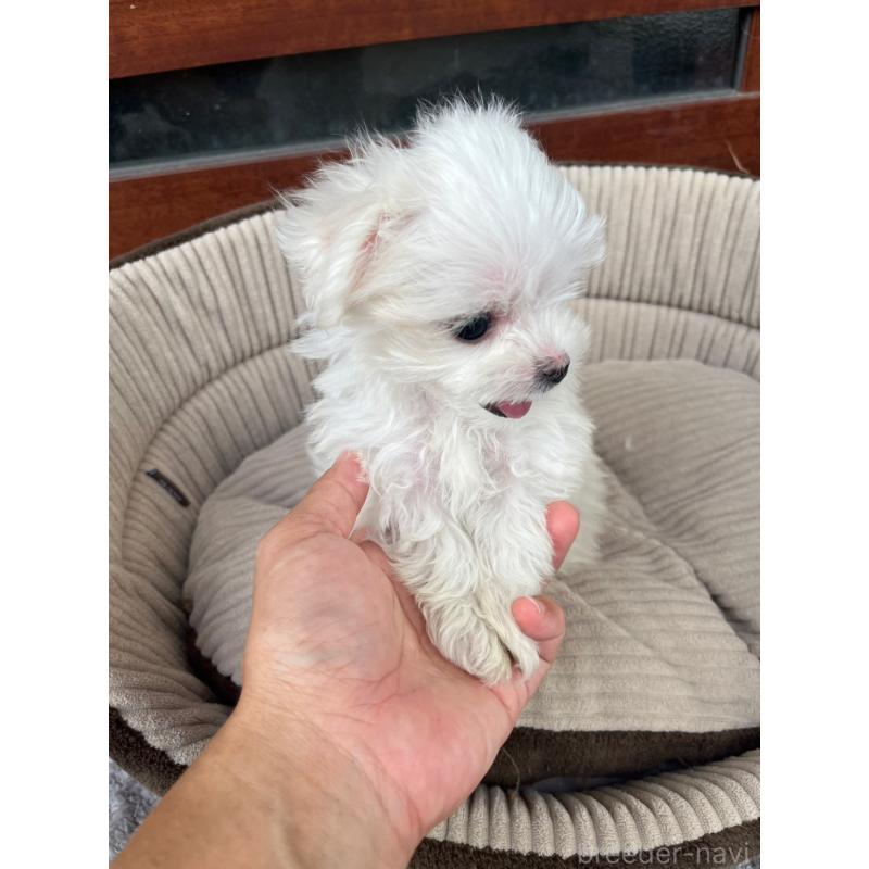 成約済の沖縄県のマルチーズ-416301の2枚目