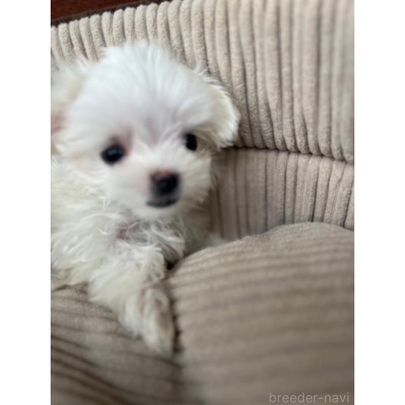 成約済の沖縄県のマルチーズ-416301の1枚目