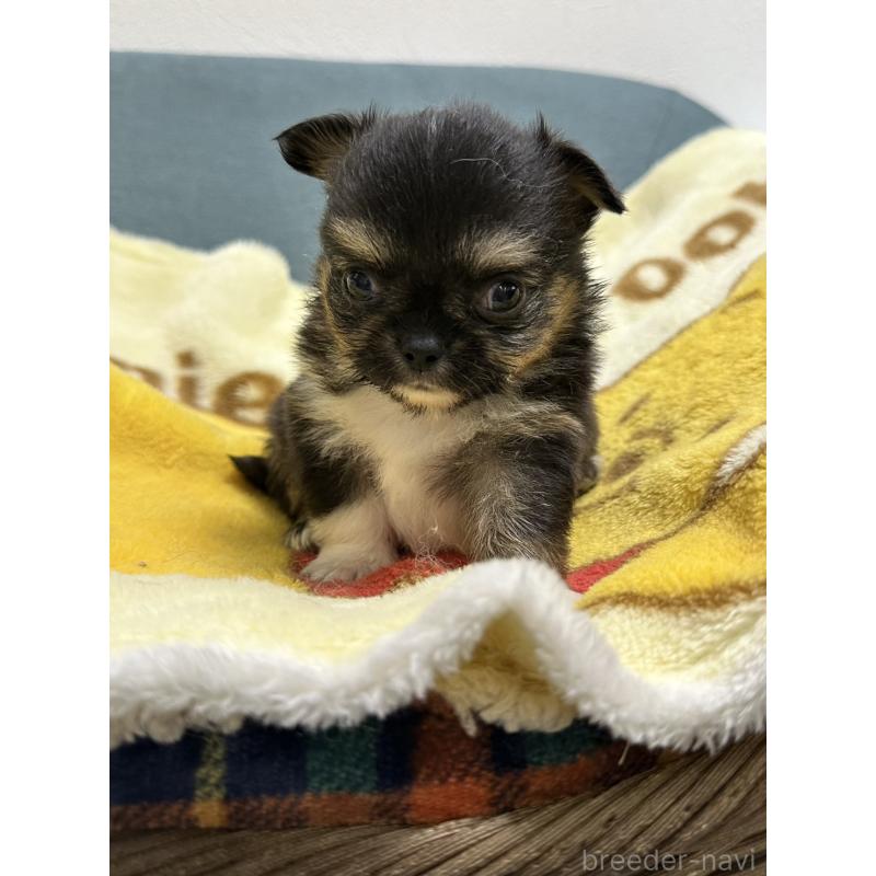 販売中の岡山県のチワワ(ロングコート)-414005の19枚目