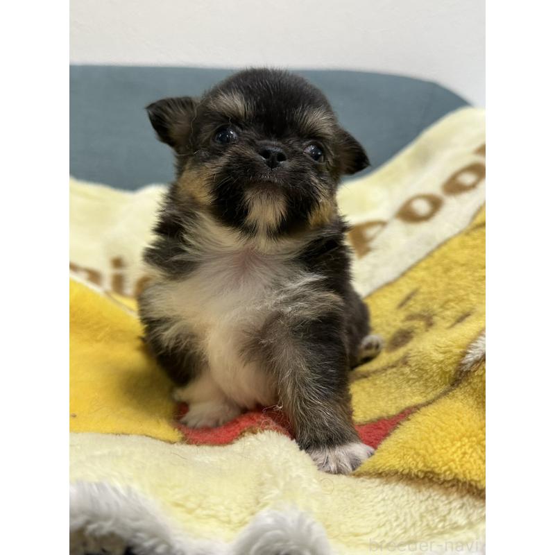 販売中の岡山県のチワワ(ロングコート)-414005の18枚目