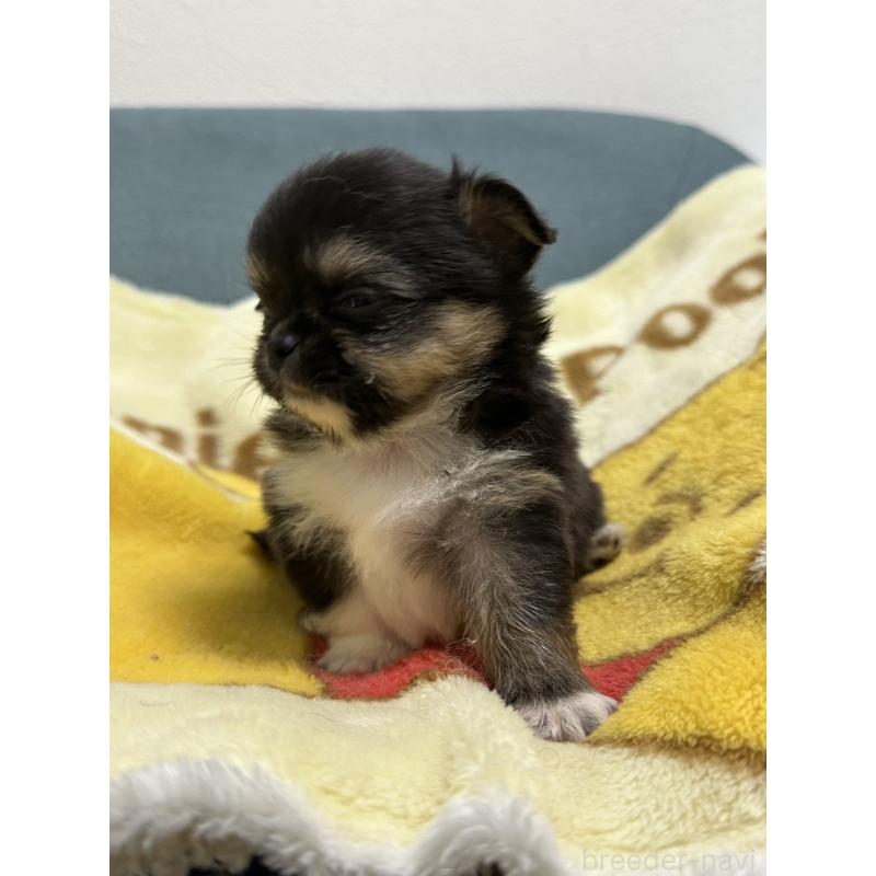 販売中の岡山県のチワワ(ロングコート)-414005の17枚目