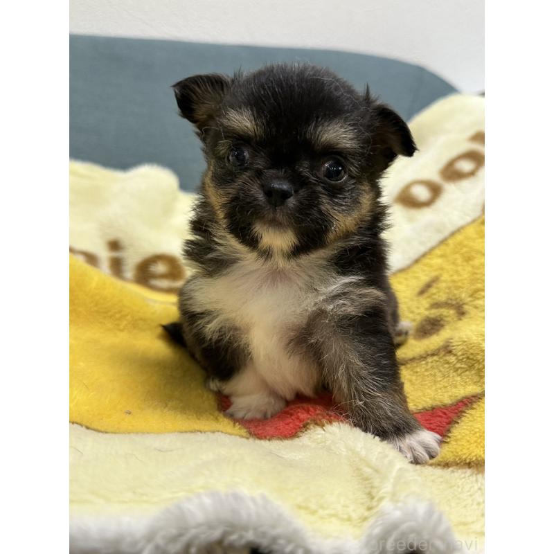 販売中の岡山県のチワワ(ロングコート)-414005の16枚目