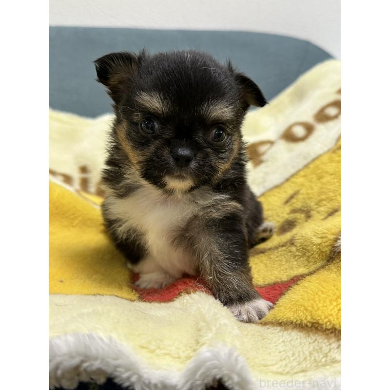 販売中の岡山県のチワワ(ロングコート)-414005の14枚目