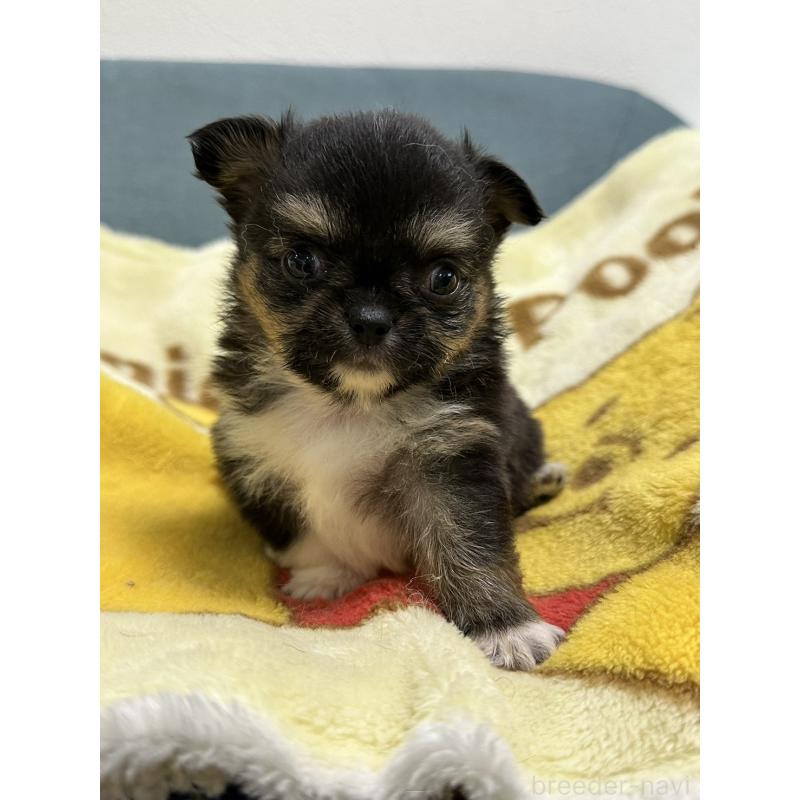 販売中の岡山県のチワワ(ロングコート)-414005の15枚目