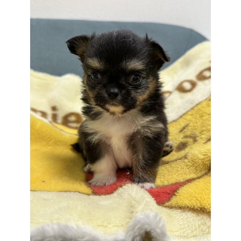 販売中の岡山県のチワワ(ロングコート)-414005の13枚目