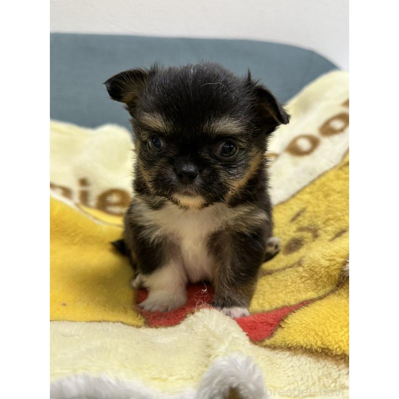 販売中の岡山県のチワワ(ロングコート)-414005の12枚目