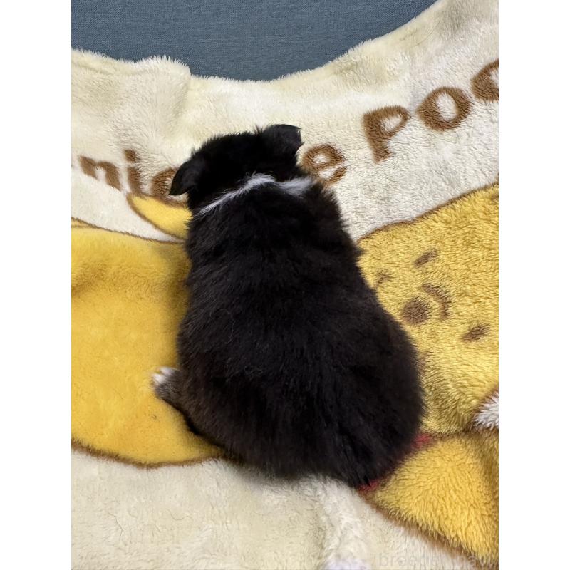 販売中の岡山県のチワワ(ロングコート)-414005の11枚目