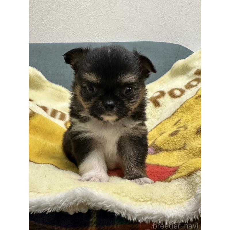 販売中の岡山県のチワワ(ロングコート)-414005の10枚目