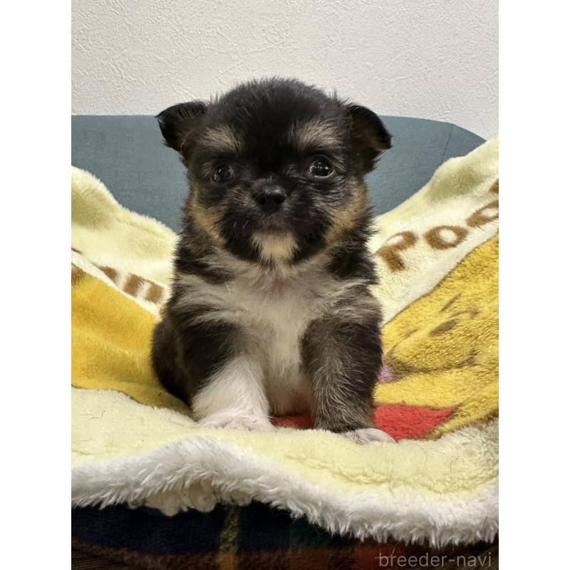 販売中の岡山県のチワワ(ロングコート)-414005の9枚目