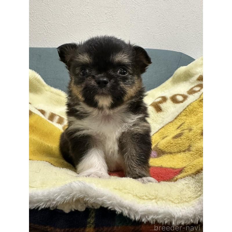 販売中の岡山県のチワワ(ロングコート)-414005