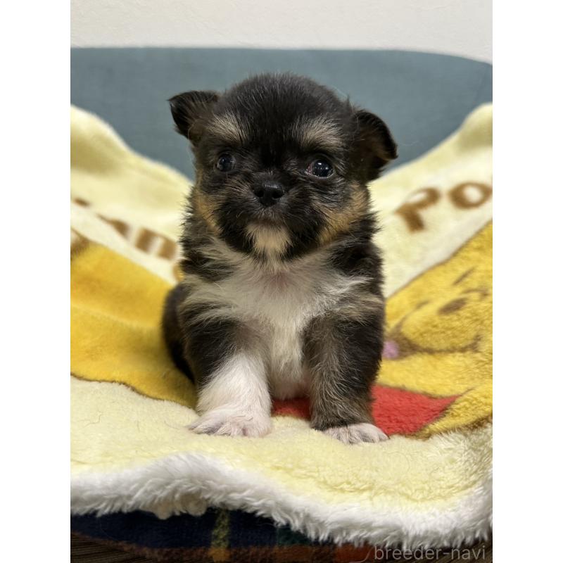 販売中の岡山県のチワワ(ロングコート)-414005の7枚目