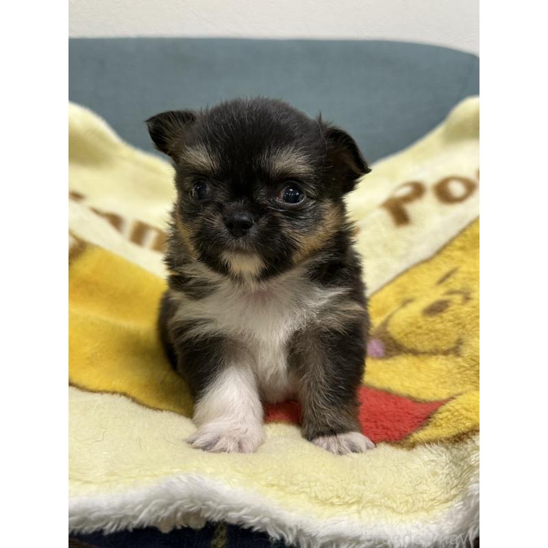 販売中の岡山県のチワワ(ロングコート)-414005の6枚目