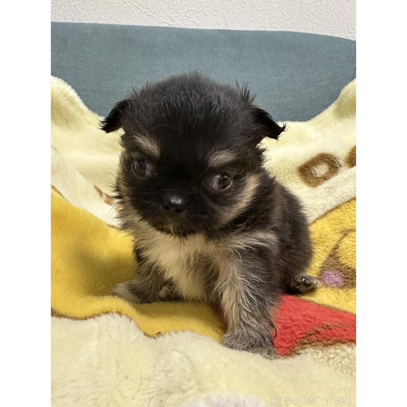 販売中の岡山県のチワワ(ロングコート)-414002の13枚目