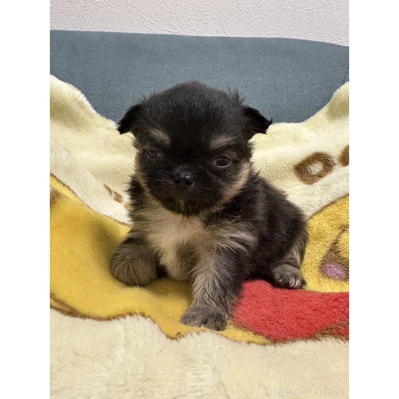 販売中の岡山県のチワワ(ロングコート)-414002の12枚目