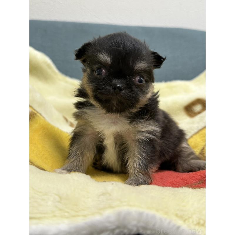 販売中の岡山県のチワワ(ロングコート)-414002の11枚目