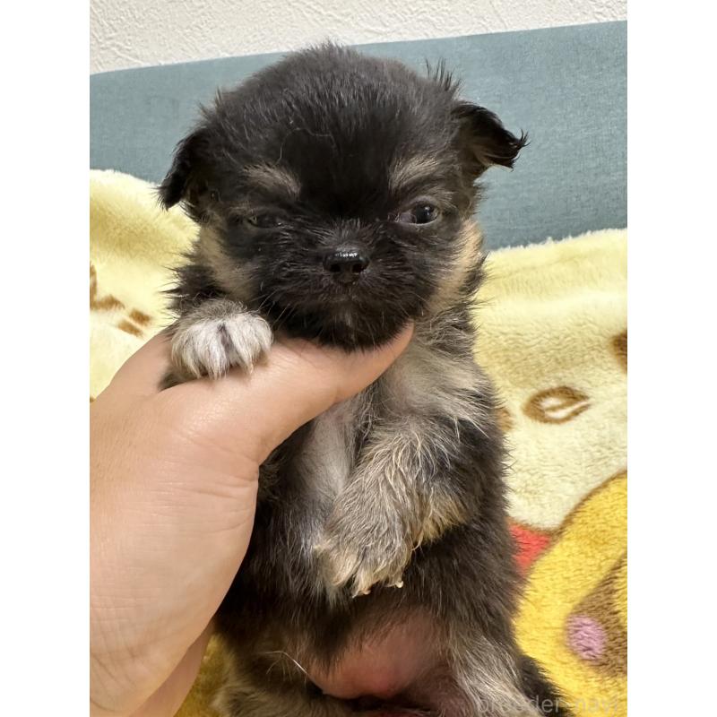 販売中の岡山県のチワワ(ロングコート)-414002の9枚目