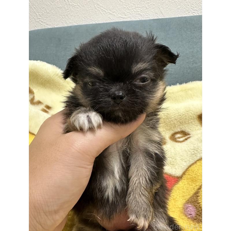 販売中の岡山県のチワワ(ロングコート)-414002の8枚目