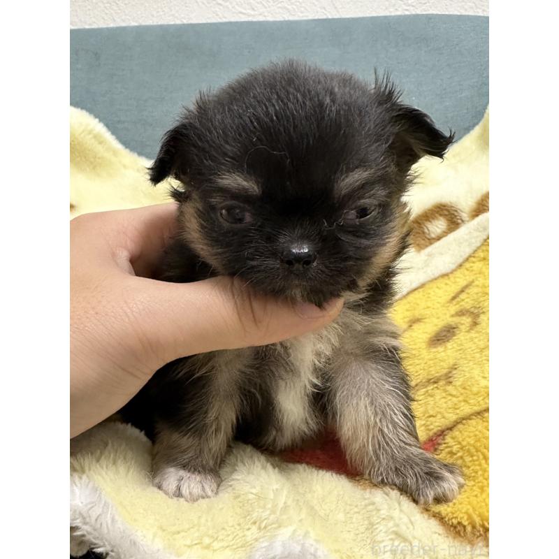 販売中の岡山県のチワワ(ロングコート)-414002の7枚目