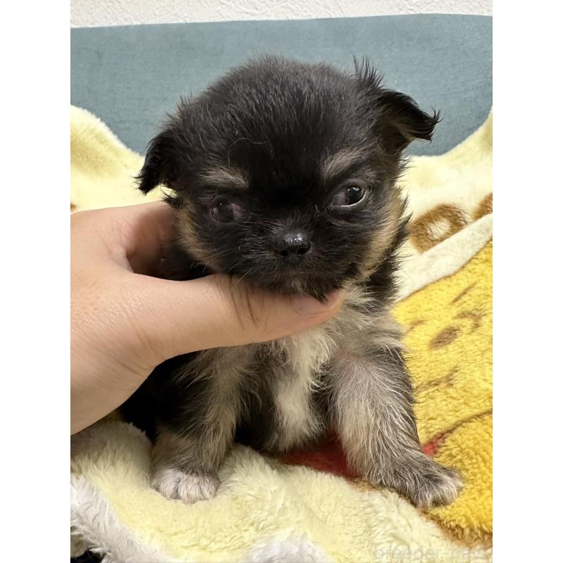 販売中の岡山県のチワワ(ロングコート)-414002の6枚目