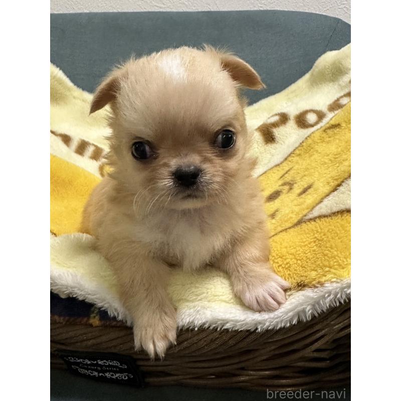 販売中の岡山県のチワワ(ロングコート)-414010の10枚目