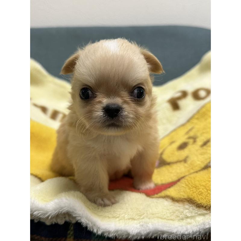 販売中の岡山県のチワワ(ロングコート)-414010の9枚目