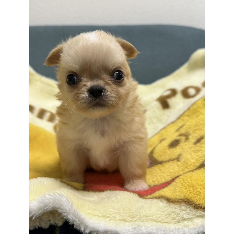 販売中の岡山県のチワワ(ロングコート)-414010の8枚目